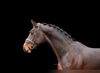 Hanoverian, Stallion, 3 years, 16.1 hh, Bay-Dark