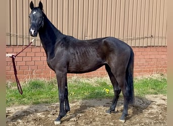 Hanoverian, Stallion, 3 years, 16.1 hh, Black