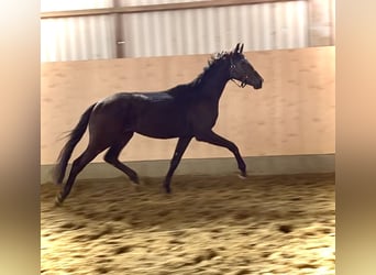 Hanoverian, Stallion, 3 years, 16.1 hh, Black