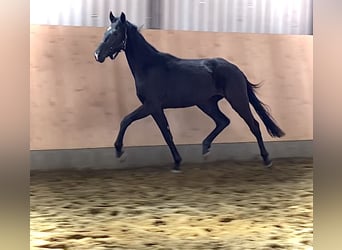 Hanoverian, Stallion, 3 years, 16.1 hh, Black