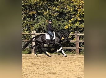 Hanoverian, Stallion, 3 years, 16,1 hh, Black