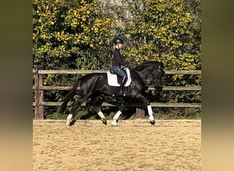 Hanoverian, Stallion, 3 years, 16,1 hh, Black