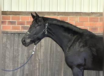 Hanoverian, Stallion, 3 years, 16,1 hh, Black