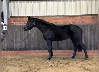 Hanoverian, Stallion, 3 years, 16,1 hh, Black