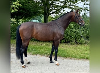 Hanoverian, Stallion, 3 years, 16,1 hh, Brown