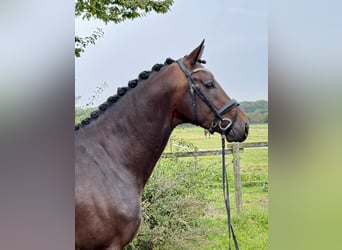 Hanoverian, Stallion, 3 years, 16,1 hh, Brown