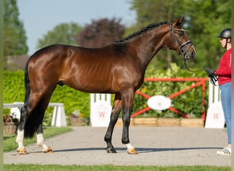 Hanoverian, Stallion, 3 years, 16.1 hh, Brown