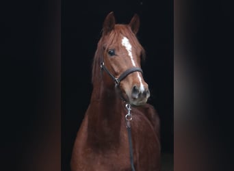 Hanoverian, Stallion, 3 years, 16.1 hh, Chestnut