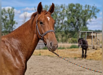 Hanoverian, Stallion, 3 years, 16.1 hh, Chestnut-Red