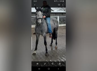 Hanoverian, Stallion, 3 years, 16.1 hh, Gray-Dark-Tan