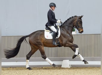 Hanoverian, Stallion, 3 years, 16,2 hh, Bay-Dark