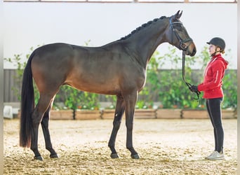 Hanoverian, Stallion, 3 years, 16,2 hh, Bay-Dark