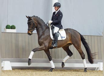 Hanoverian, Stallion, 3 years, 16,2 hh, Bay-Dark