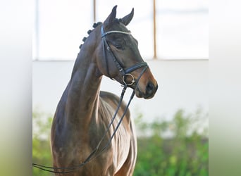 Hanoverian, Stallion, 3 years, 16,2 hh, Bay-Dark