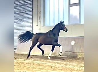 Hanoverian, Stallion, 3 years, 16.2 hh, Bay-Dark