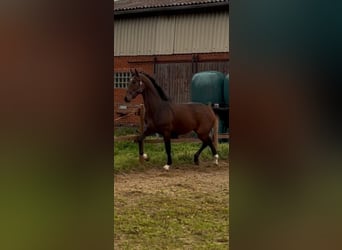 Hanoverian, Stallion, 3 years, 16,2 hh, Bay-Dark