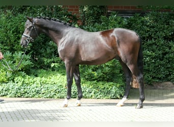 Hanoverian, Stallion, 3 years, 16.2 hh, Black