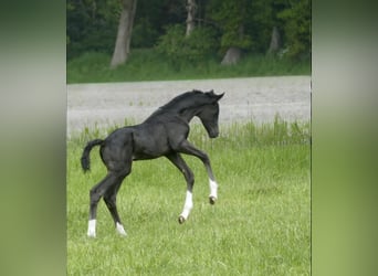 Hanoverian, Stallion, 3 years, 16.2 hh, Black