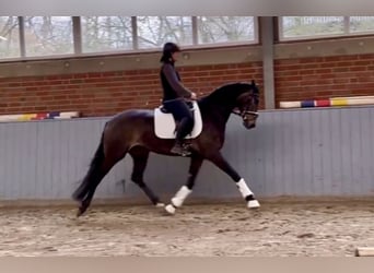 Hanoverian, Stallion, 3 years, 16.2 hh, Brown