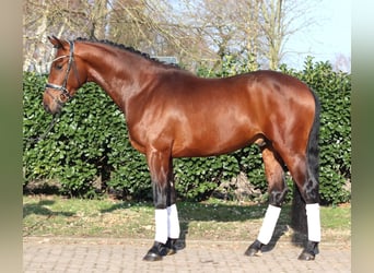 Hanoverian, Stallion, 3 years, 16.2 hh, Brown
