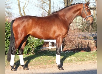 Hanoverian, Stallion, 3 years, 16.2 hh, Brown