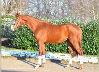 Hanoverian, Stallion, 3 years, 16.2 hh, Chestnut
