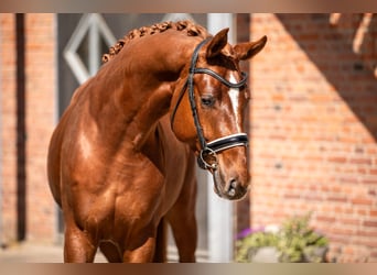 Hanoverian, Stallion, 3 years, 16.2 hh, Chestnut-Red