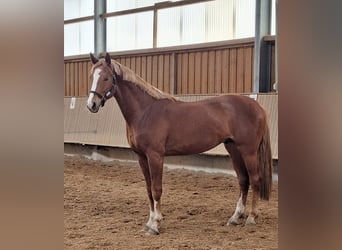 Hanoverian, Stallion, 3 years, 16.2 hh, Chestnut-Red