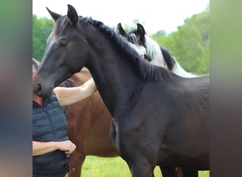 Hanoverian, Stallion, 3 years, 16.2 hh