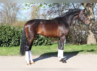 Hanoverian, Stallion, 3 years, 16.3 hh, Bay-Dark