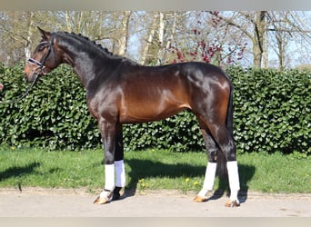 Hanoverian, Stallion, 3 years, 16.3 hh, Bay-Dark
