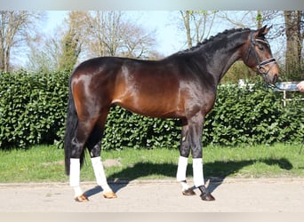 Hanoverian, Stallion, 3 years, 16.3 hh, Bay-Dark
