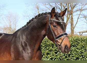 Hanoverian, Stallion, 3 years, 16.3 hh, Bay-Dark