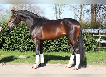 Hanoverian, Stallion, 3 years, 16.3 hh, Bay-Dark