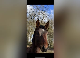 Hanoverian, Stallion, 3 years, 16,3 hh, Bay-Dark