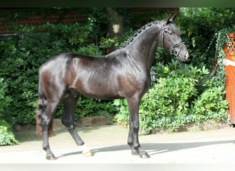 Hanoverian, Stallion, 3 years, 16.3 hh, Black