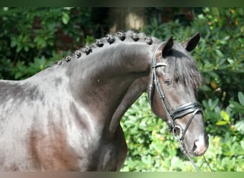 Hanoverian, Stallion, 3 years, 16.3 hh, Black
