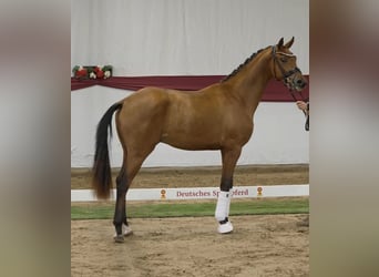 Hanoverian, Stallion, 3 years, 16.3 hh, Brown