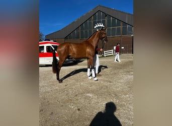 Hanoverian, Stallion, 3 years, 16.3 hh, Brown