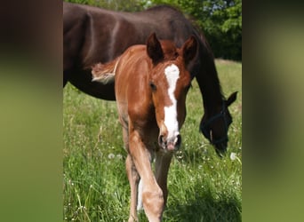 Hanoverian, Stallion, 3 years, 16,3 hh, Chestnut-Red