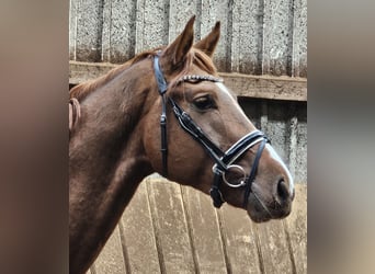 Hanoverian, Stallion, 3 years, 16,3 hh, Chestnut-Red