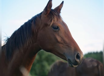 Hanoverian, Stallion, 3 years, 16 hh, Bay-Dark