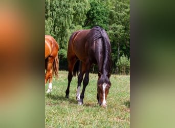 Hanoverian, Stallion, 3 years, 16 hh, Bay-Dark