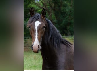 Hanoverian, Stallion, 3 years, 16 hh, Bay-Dark