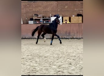 Hanoverian, Stallion, 3 years, 16 hh, Bay-Dark