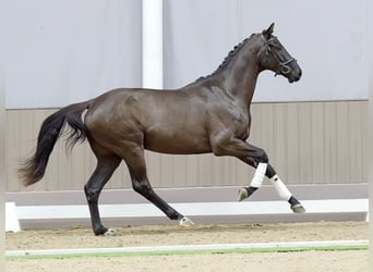 Hanoverian, Stallion, 3 years, 16 hh, Black