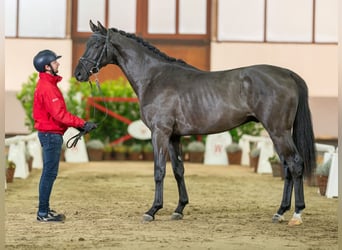 Hanoverian, Stallion, 3 years, 16 hh, Black