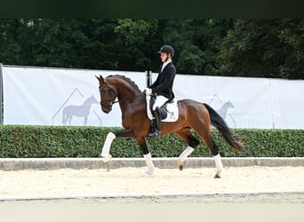 Hanoverian, Stallion, 3 years, 16 hh, Brown