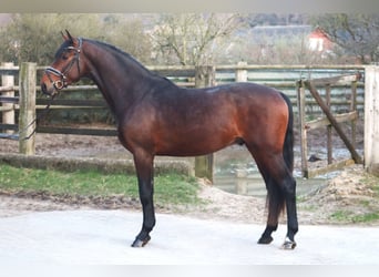 Hanoverian, Stallion, 3 years, 16 hh, Brown
