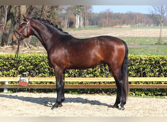 Hanoverian, Stallion, 3 years, 16 hh, Brown